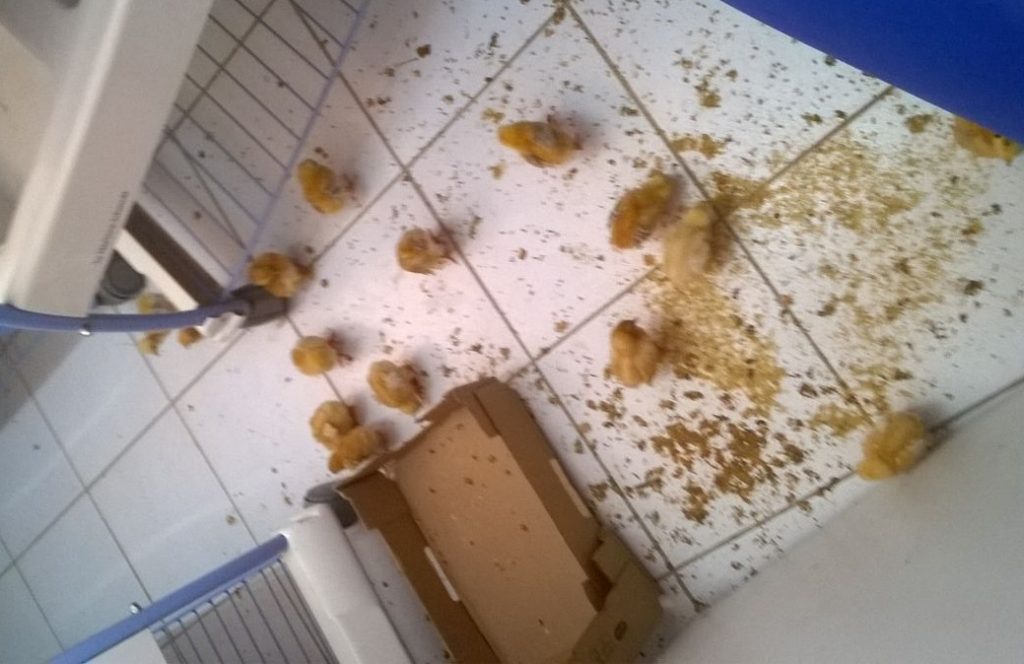 Agora lascou: estão criando pintos dentro do hospital de Matinha