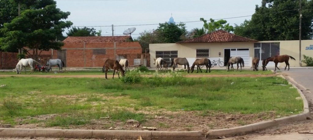 Com estado de emergência decretado, população de Cajari reclama de animais soltos nas ruas