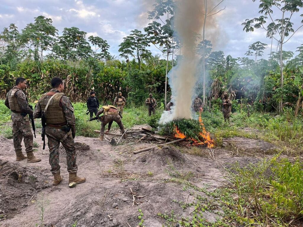 Polícia descobre e destrói plantação com 5 mil pés de maconha na Baixada Maranhense