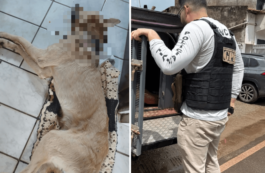 Onda de maus-tratos: segundo caso com morte de animal em Arari em 10 dias