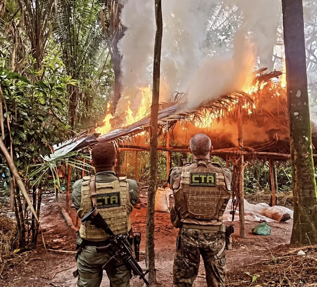 Urgente: Polícia destrói 22 mil pés de maconha e causa prejuízo de R$ 7 milhões ao crime organizado na Baixada Maranhense