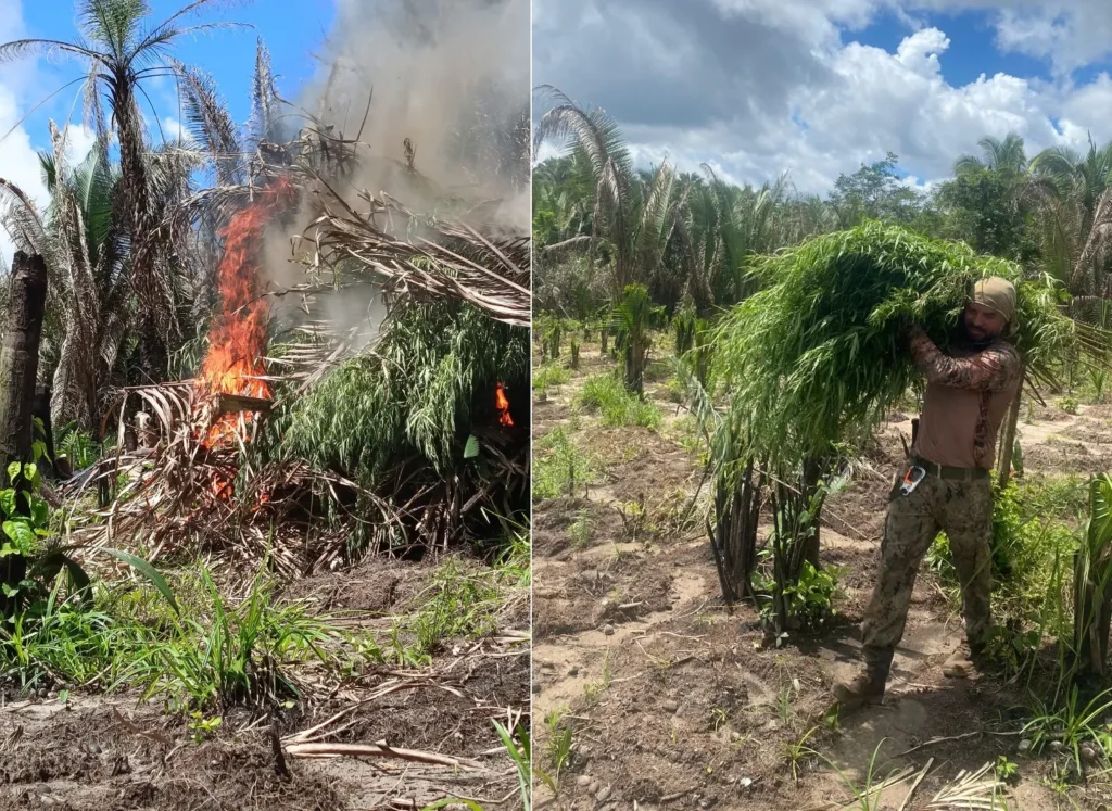 Urgente: Operação erradica 20 mil pés de maconha na Baixada Maranhense e causa prejuízo de R$ 600 mil ao tráfico