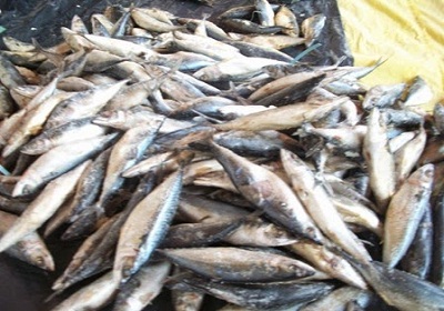 Prefeitura de São João Batista distribui amanhã peixes para a população