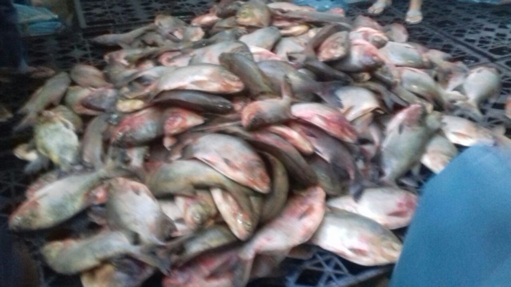 Peixes distribuídos em Olinda Nova do Maranhão foram comprados diretamente dos criadores municipais
