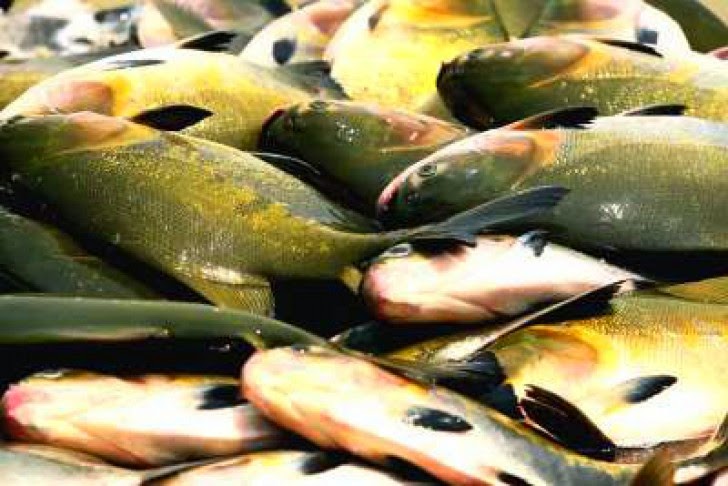 Conceição anuncia distribuição de 8 toneladas de peixes nesta quinta em São Vicente Ferrer
