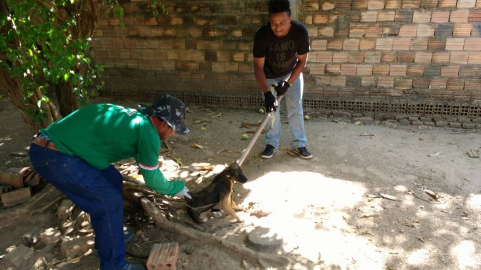 Campanha vacina quase 5 mil animais contra a raiva em Matinha