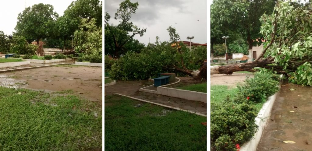 Urgente: ventania derruba árvores de praça e destelha casas em São Vicente Ferrer; vejam as fotos