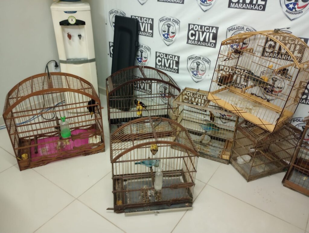 Homens naturais do Ceará invadem casa em Viana, dizem que são servidores do TJCE e Agentes Ambientais e levam gaiolas e pássaros de morador