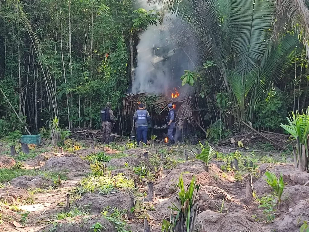 Polícia destrói roça de maconha e prende suspeitos naturais de Pedro do Rosário e Viana; vejam as fotos e vídeos