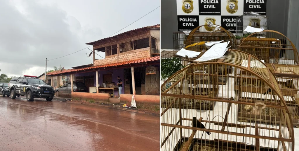 Polícia Civil apreende 14 aves silvestres mantidas ilegalmente em cativeiro em cidade da Baixada Maranhense