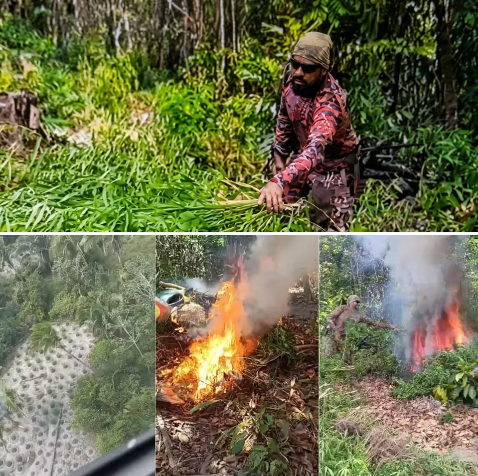 Operação policial destrói mais de 18 mil pés de maconha em três municípios da Baixada Maranhense